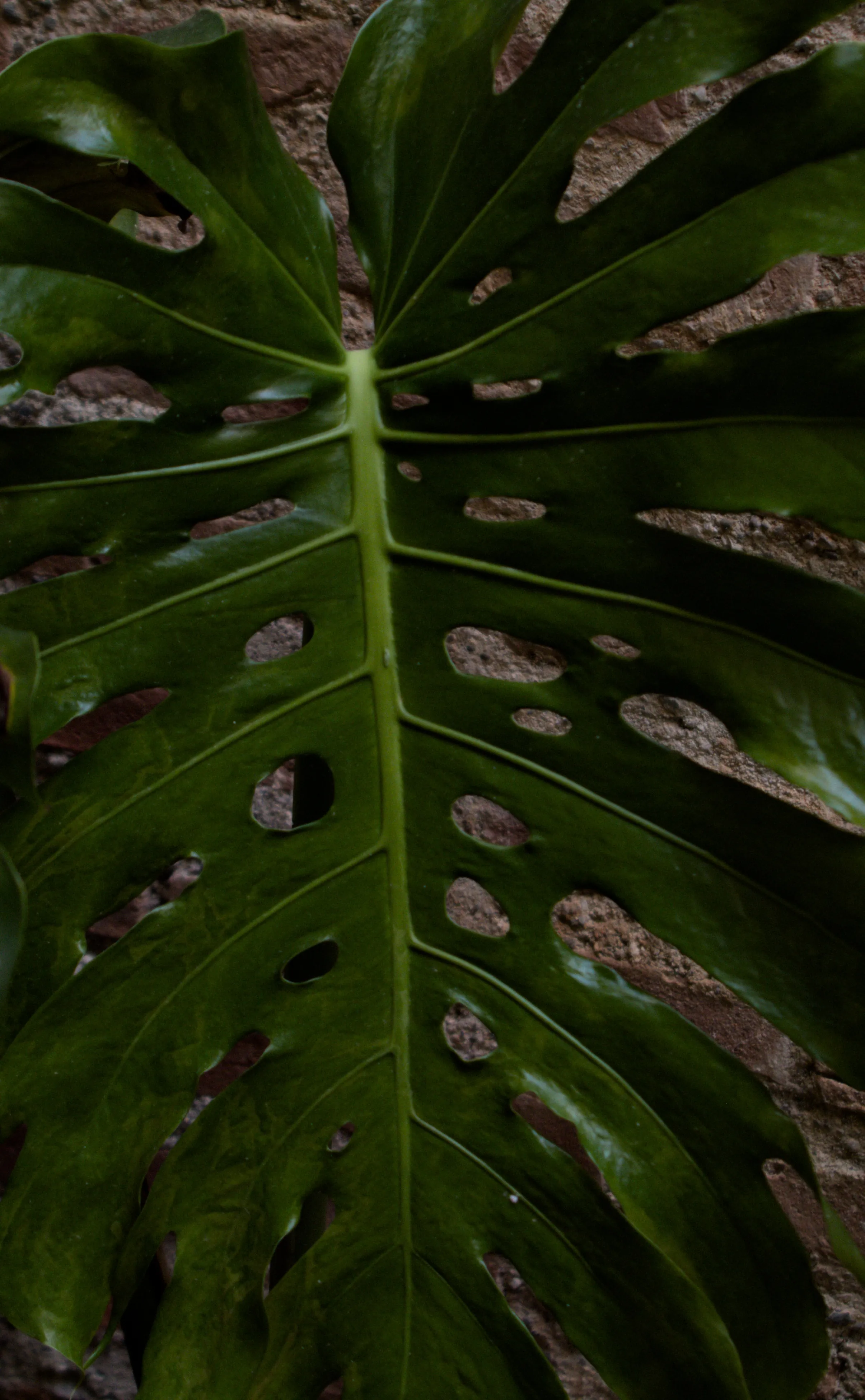 Tamron 28-300mm F3.5-6.3 (EF) - _I4A4962.webp